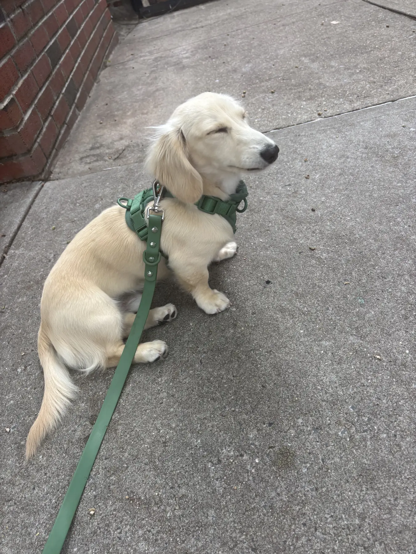 A cream dachshund sitting on a sidewalk in a green harness