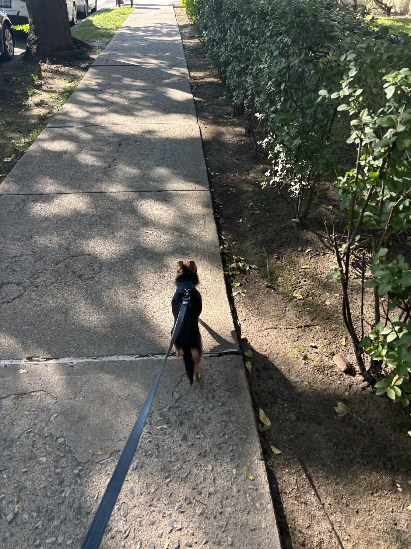 A small dog walking ahead on a leash along a sidewalk