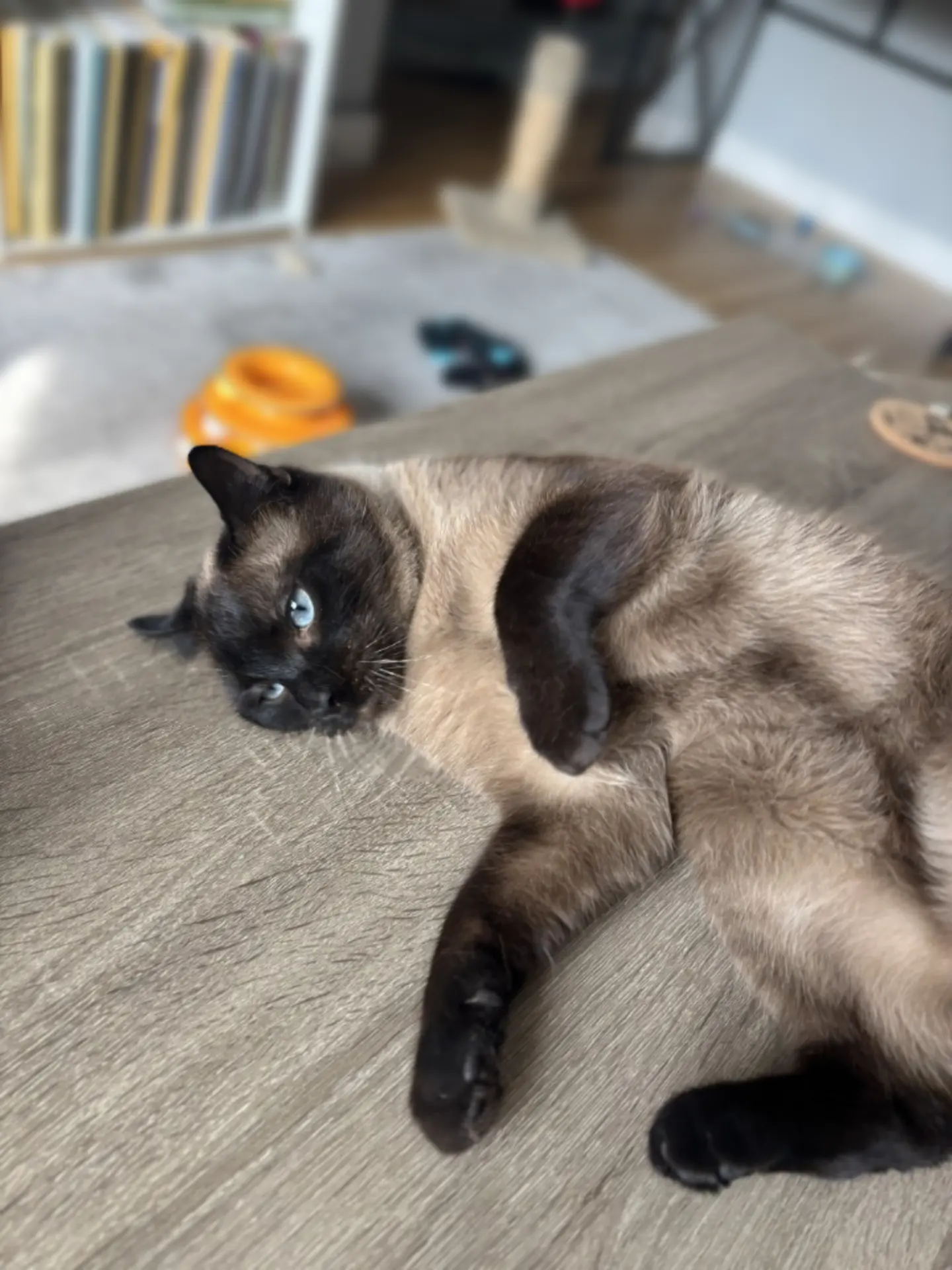 Cat receiving attentive household support