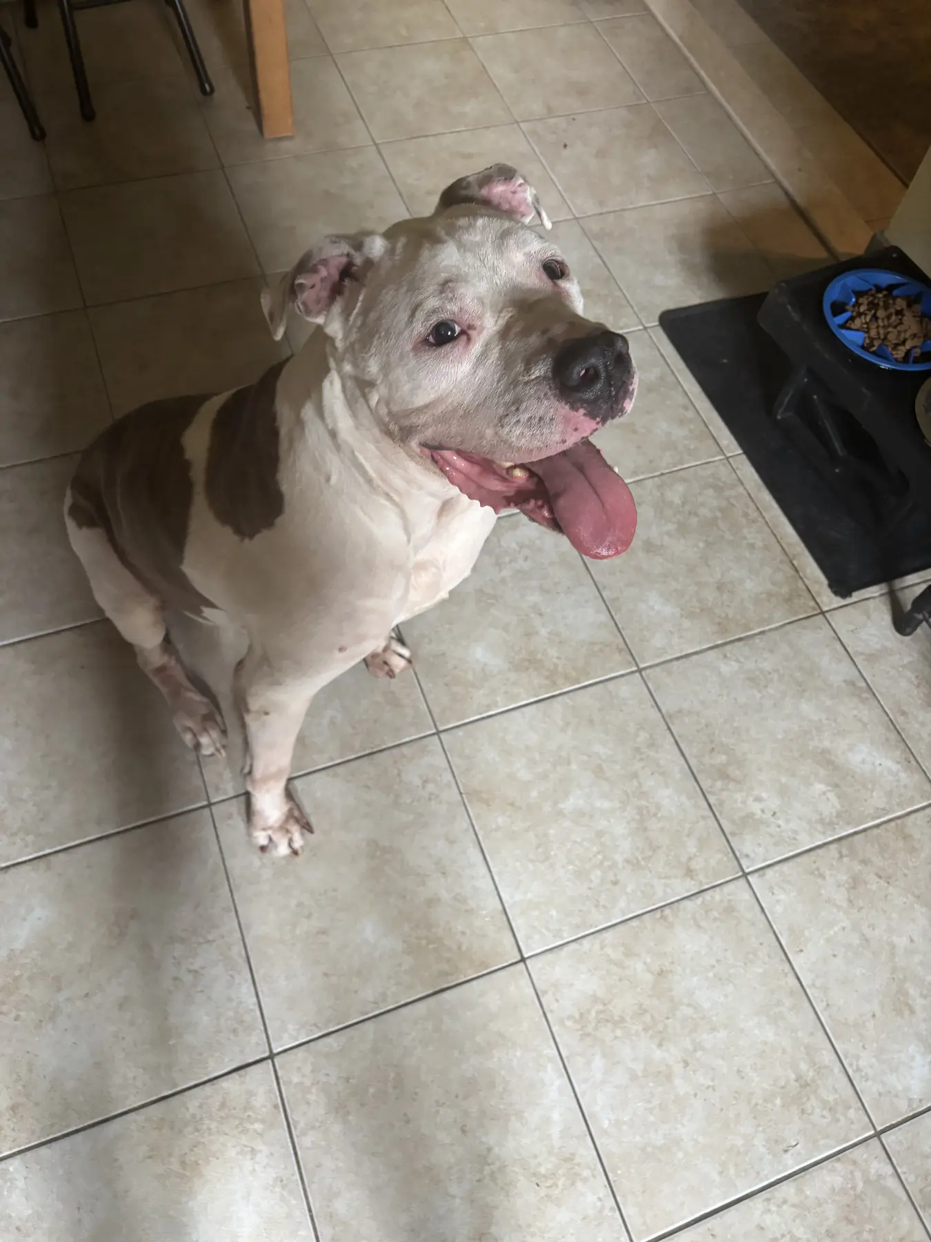 A white and brown dog standing beside a food bowl at home
