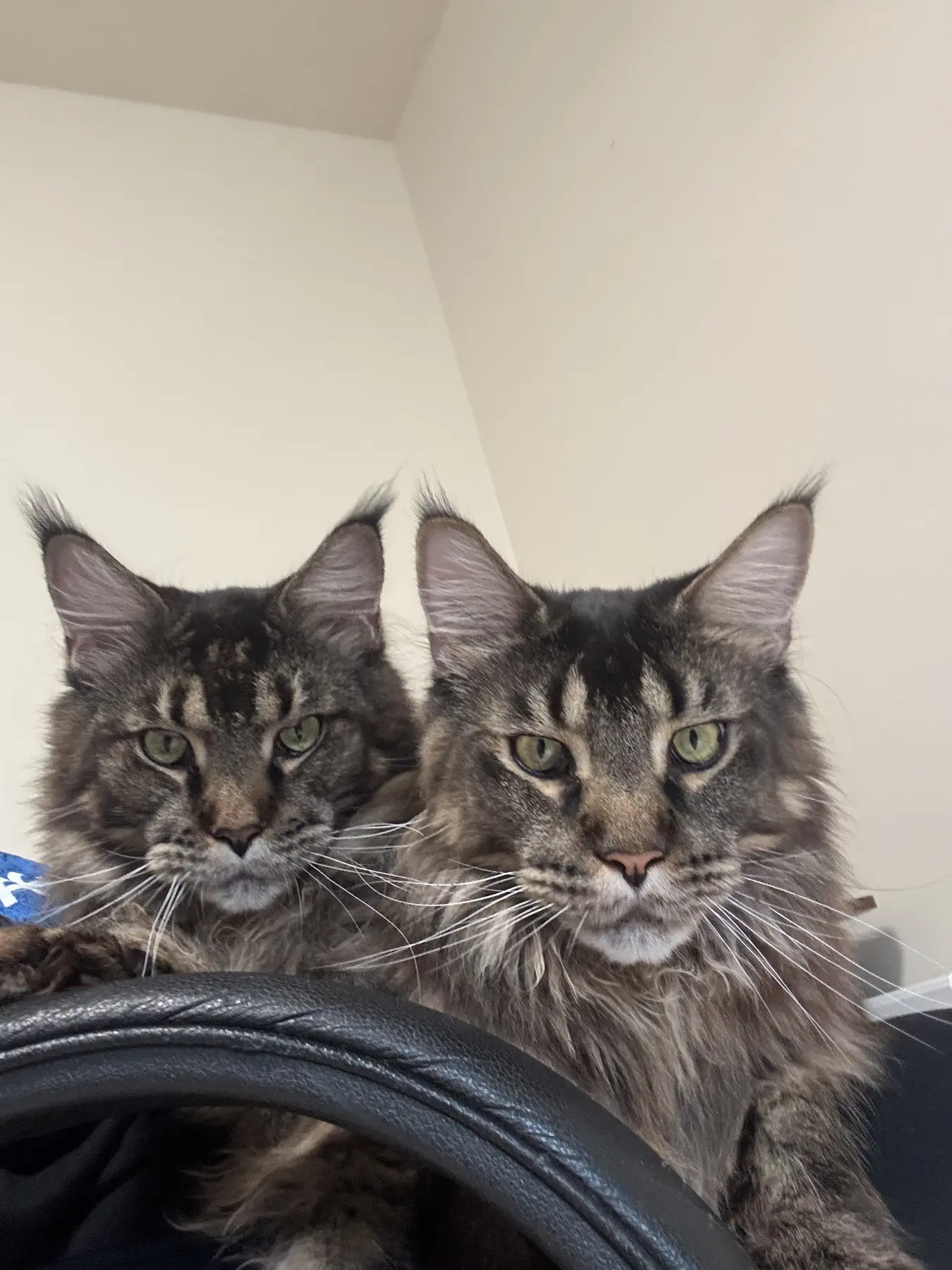 Two long-haired tabby cats sitting side by side indoors