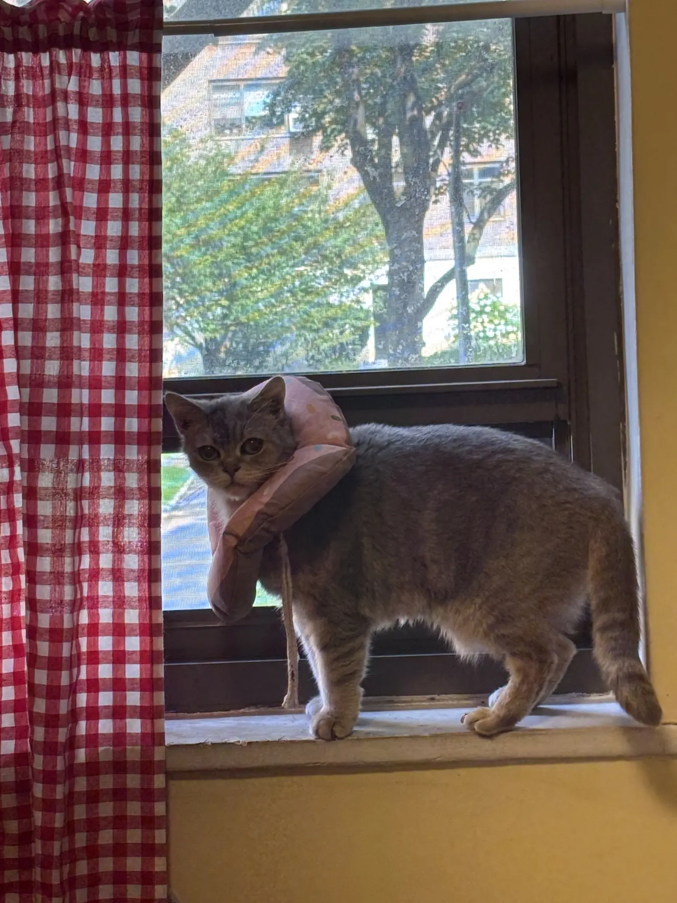 A tabby cat standing on a sunlit window sill at home
