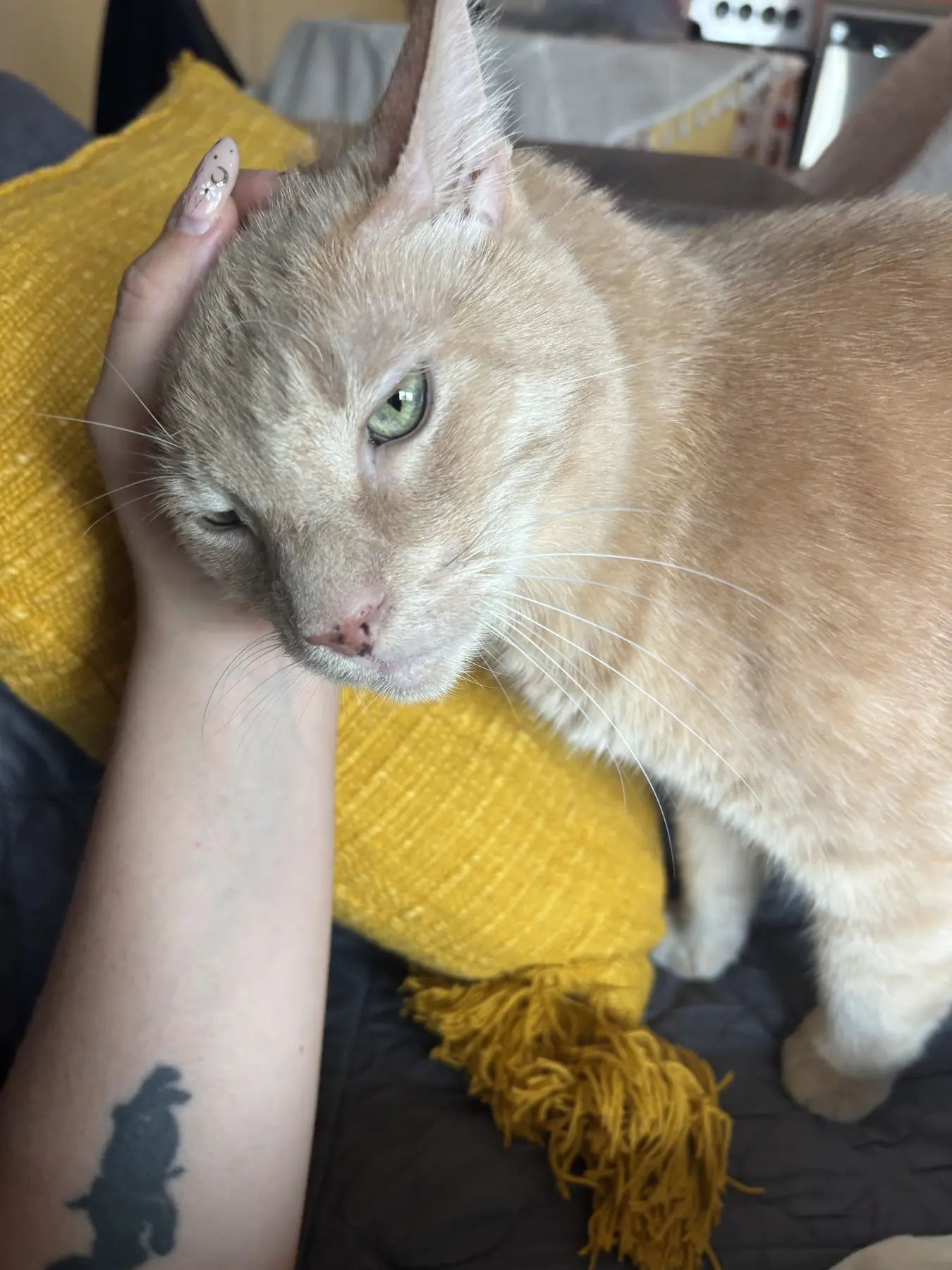 A ginger cat resting against a person's arm