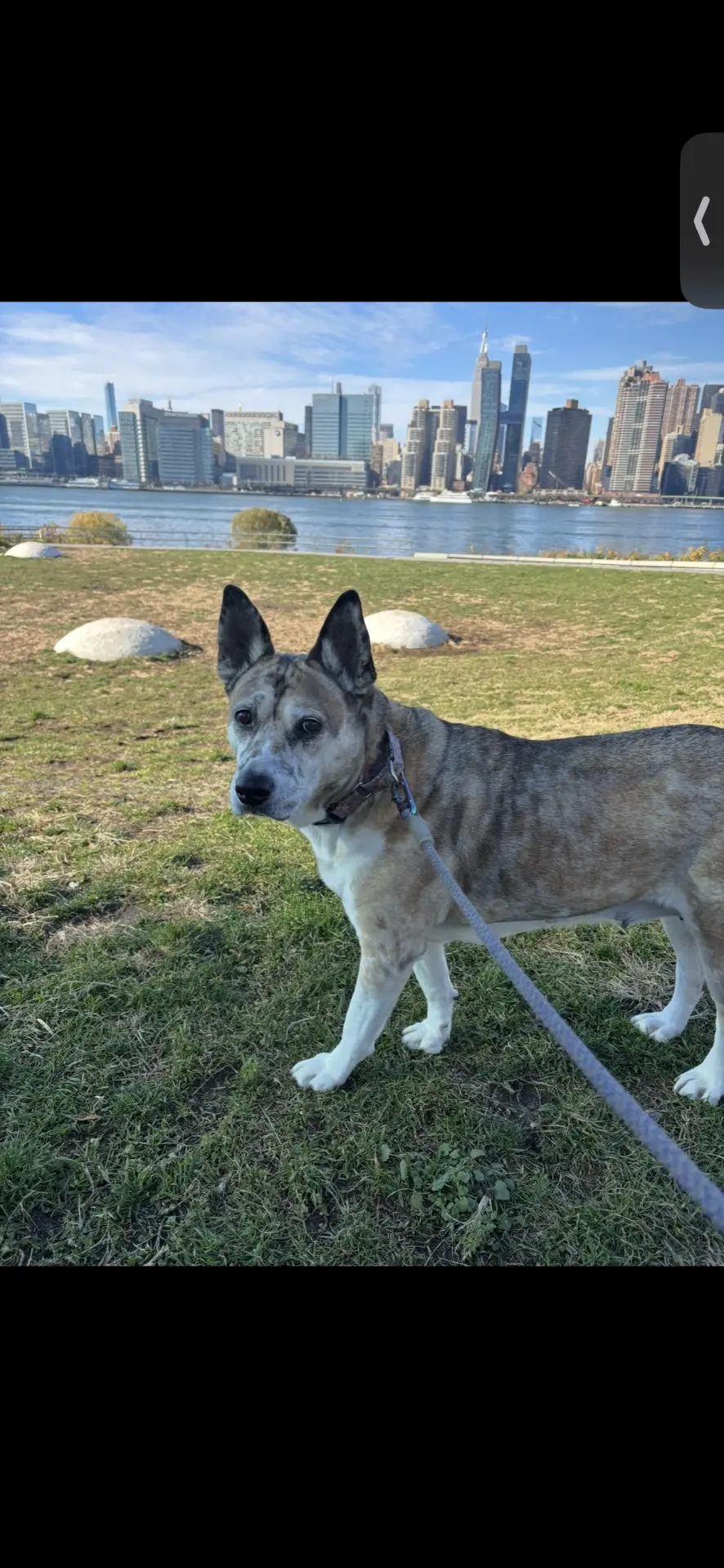 Dog participating in a private training session